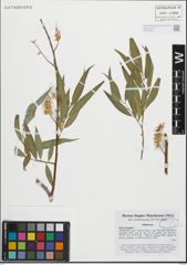 Foto von Salix fragilis L.